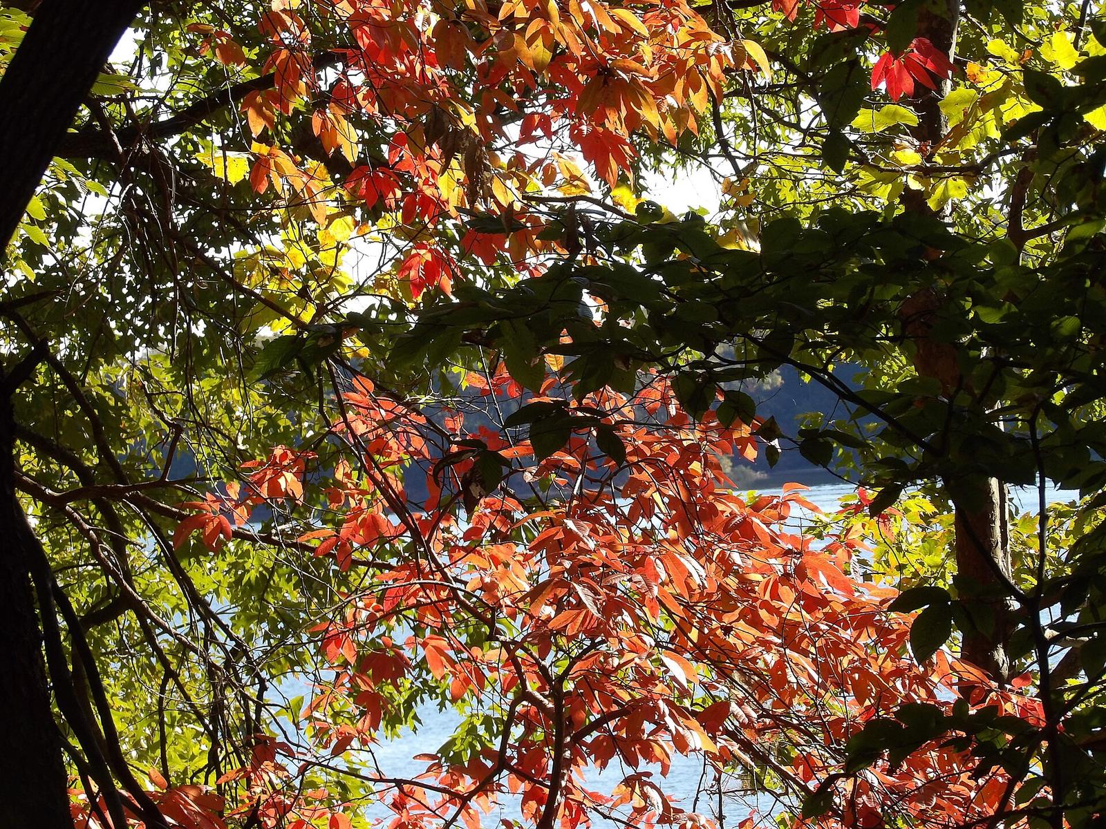 SM 10 18 2024 Fall Foliage in cove near Tobacco Run Trail jl