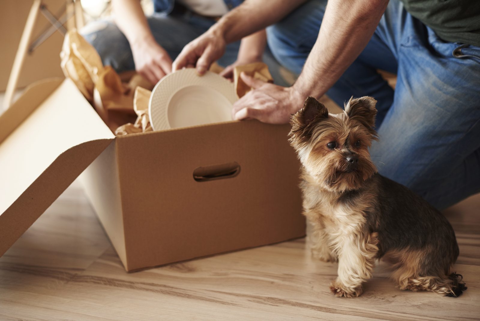 Birmingham Dog Owners: License Costs, Leash Rules and Park Access Explained